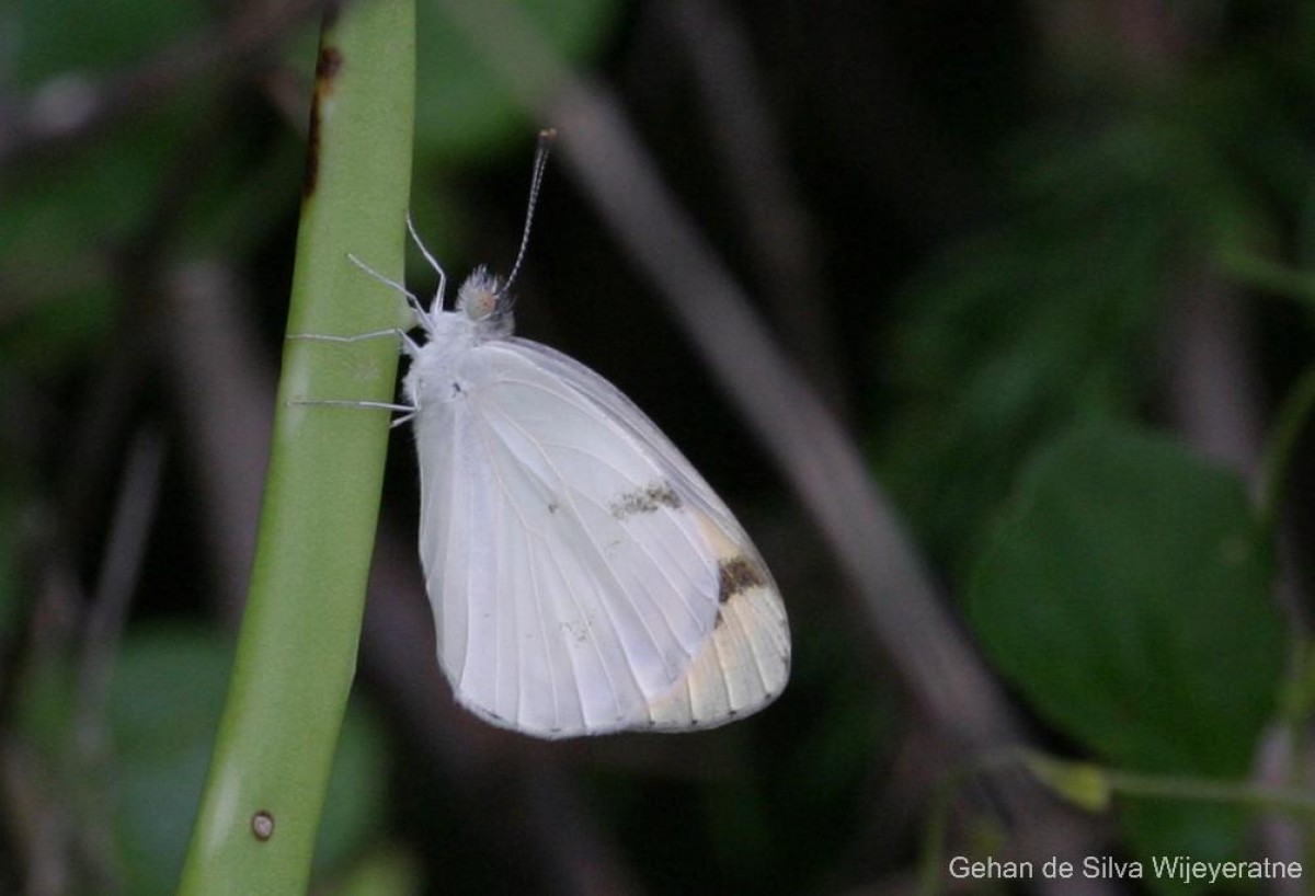 Colotis aurora Cramer, 1780